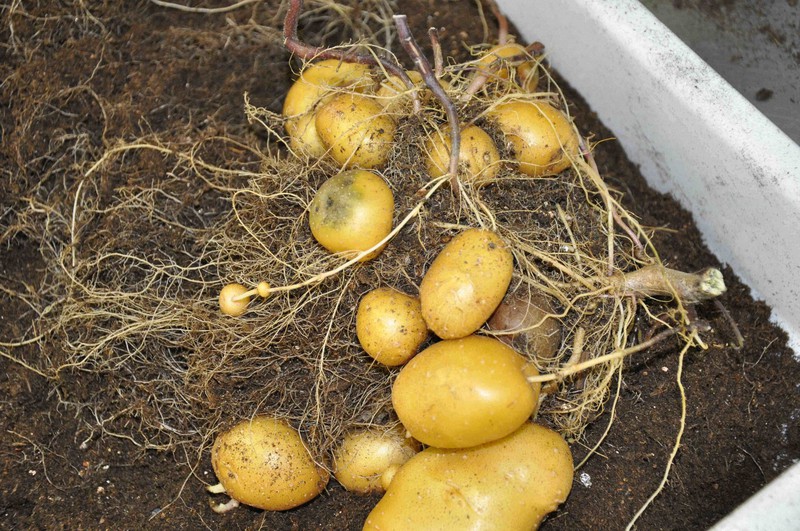 ゲノム編集ジャガイモ　野外栽培実験開始へ　天然毒素大幅減