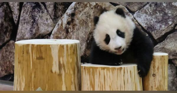赤ちゃんパンダに木製遊具　和歌山県のレジャー施設