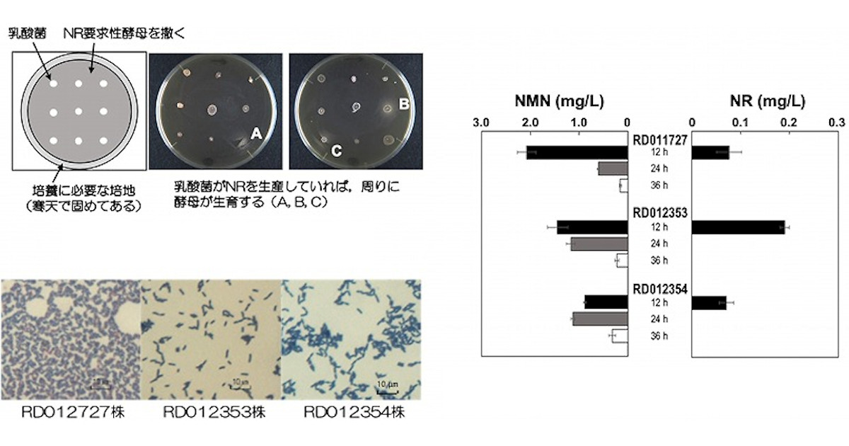 若返り化合物「NMN」を生産する乳酸菌を静岡大が発見、大量生産に前進