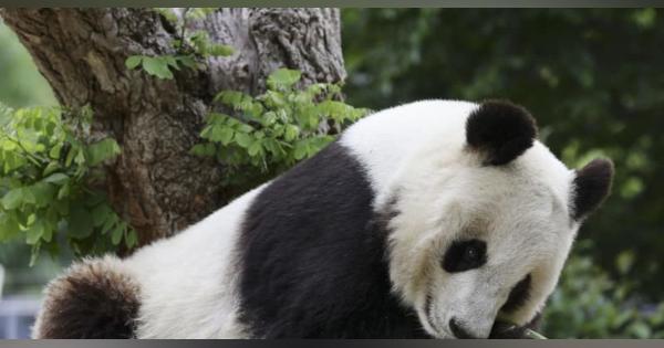 神戸のパンダ、心疾患で治療　中国返還中止の可能性も
