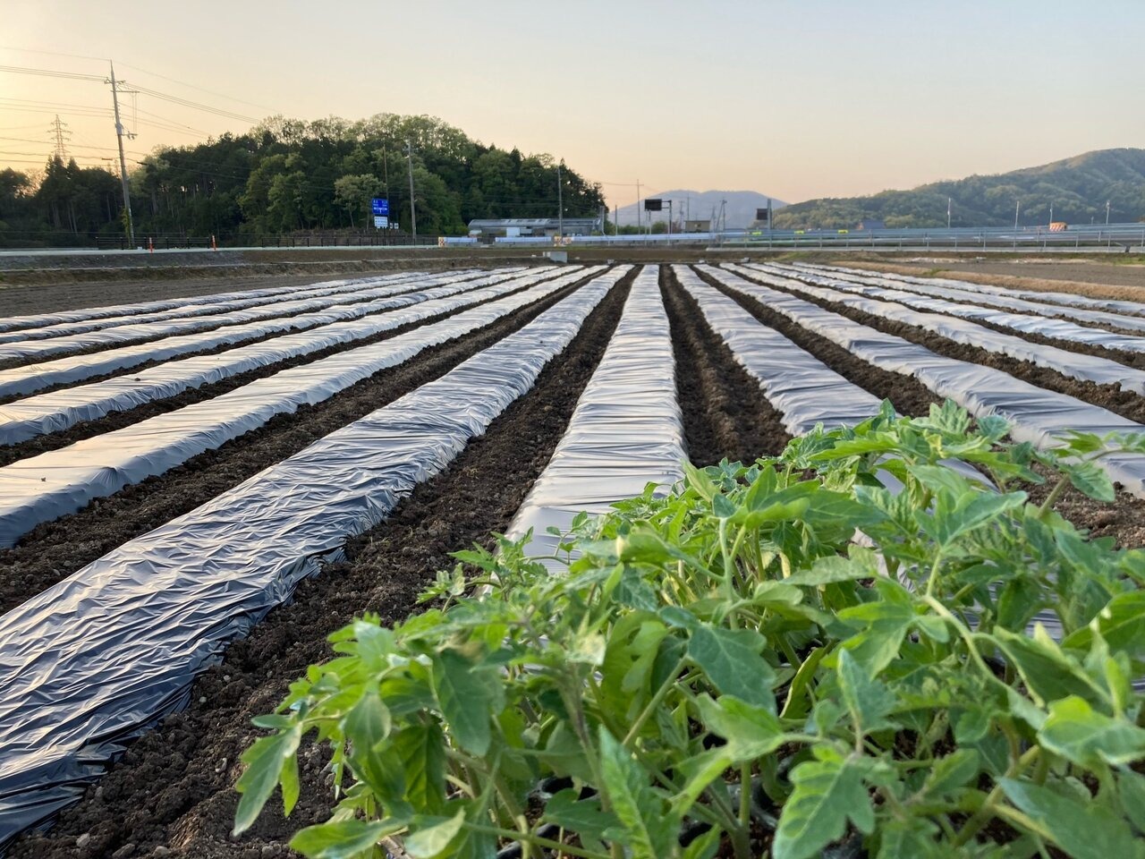 ヤンマーホールディングス、滋賀県長浜市の小谷城スマートIC栽培実験農場で加工用トマトの実証栽培を開始