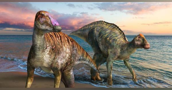 淡路島の恐竜化石は「新種」　「ヤマトサウルス」と命名
