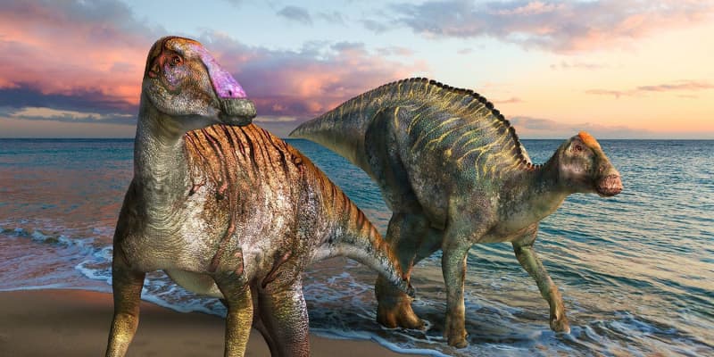 淡路島の恐竜化石は「新種」　「ヤマトサウルス」と命名