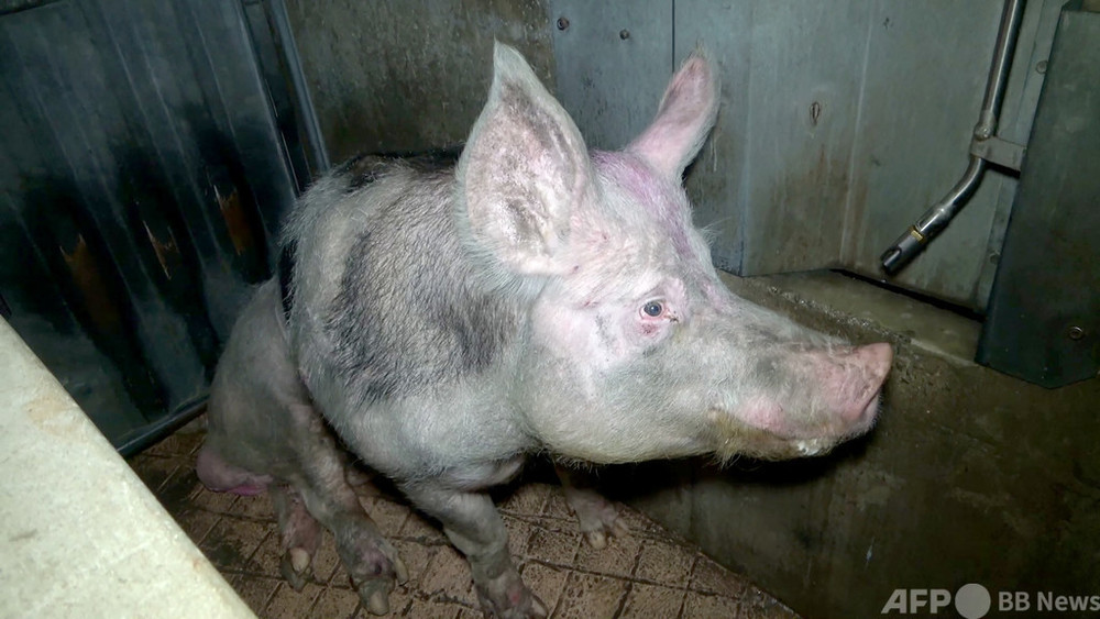 豚肉処理場での「虐待」映像、仏動物愛護団体が公開
