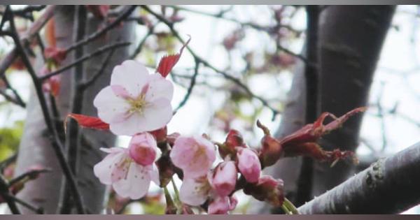 日本一遅い桜開花、稚内と釧路　北海道、約4カ月で列島を縦断