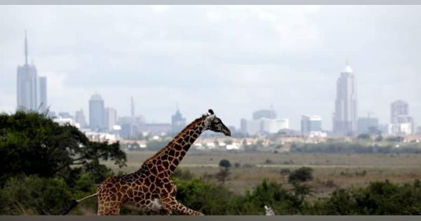 ケニアで動物の“国勢調査”　同国初、保全や観光に活用