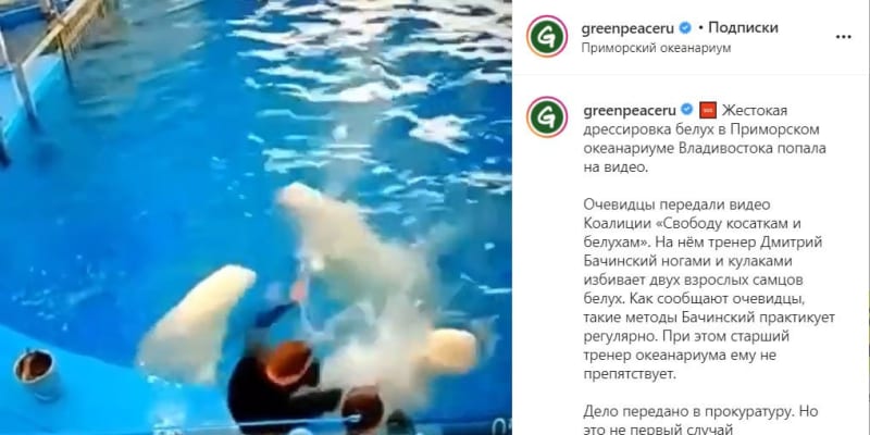 ロシアの水族館でイルカ虐待か　グリーンピースが動画公開