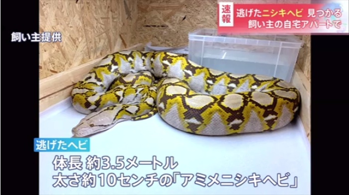 【速報】横浜 逃げたニシキヘビ見つかる、飼い主の自宅アパートで