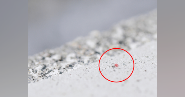 小さな赤い虫　5月によく見かけるその正体は？