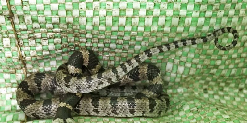 幻のヘビ、名古屋短大構内で発見　シロマダラ、目撃例少なく