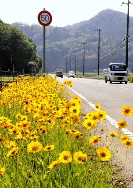 道路脇や土手のきれいな花…実は特定外来生物「見つけたら駆除して」　丹波篠山市