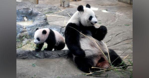 パンダ銘柄が堅調、上野動物園「シンシン」に妊娠兆候の報道