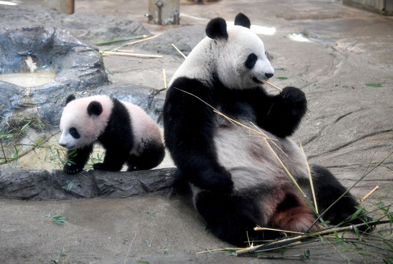 パンダ銘柄が堅調、上野動物園「シンシン」に妊娠兆候の報道