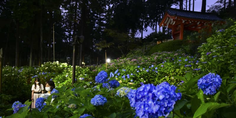 京都、寺のアジサイ夕闇に映える　50種以上2万株、ライトアップ
