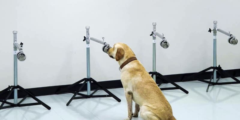 タイの大学で「コロナ探知犬」　無症状でも、鋭い嗅覚で識別