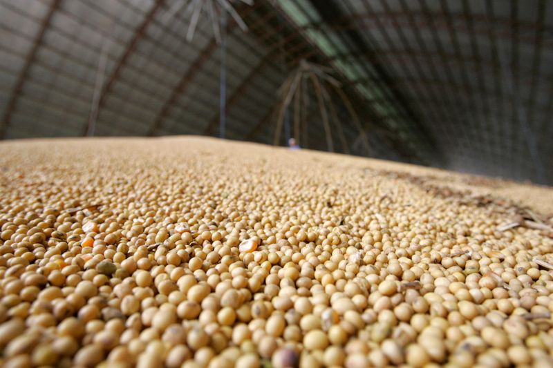 中国の大豆輸入、5月は前月比29％増　ブラジル産が増加