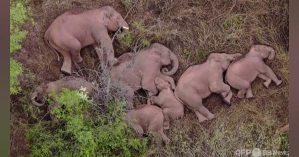 動画：大移動中のゾウの群れ、森で一休み 中国