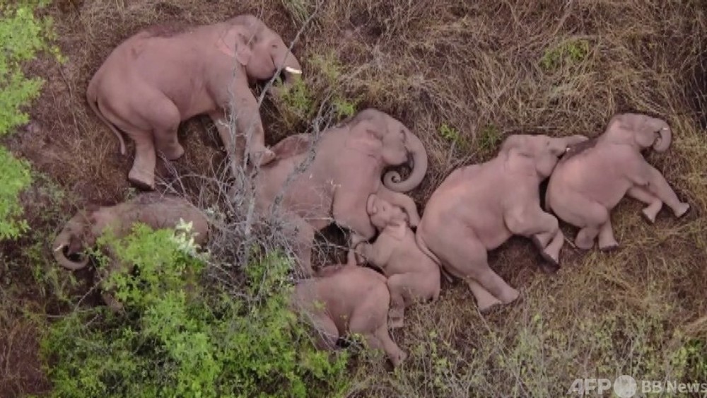 動画：大移動中のゾウの群れ、森で一休み 中国