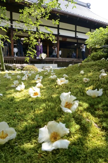 東林院「沙羅双樹の花」が見頃　京都・右京区、公開始まる