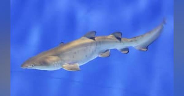 絶滅危惧種のサメに赤ちゃん誕生　日本初、茨城の水族館