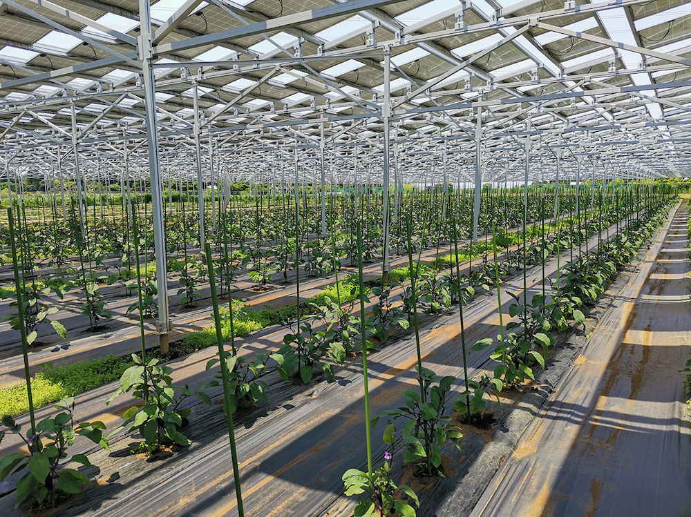 太陽光パネルの下では何が育つ？　ソーラーシェアリングにおける農業生産の最新動向