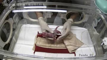 上野のパンダ、双子が初誕生　シンシン、4年ぶり出産