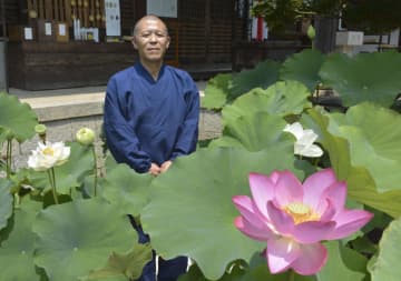 ハスの花が見頃、7月中旬まで　大阪・河内長野の盛松寺