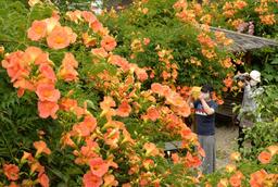 「花の寺」境内がオレンジに染まる　兵庫でノウゼンカズラ満開