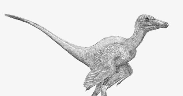 国内最古、恐竜の卵の化石　岐阜・高山、白亜紀前期