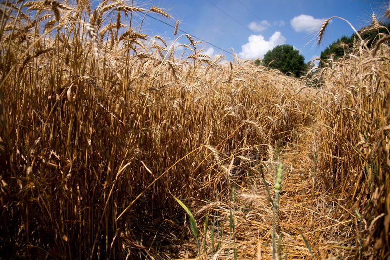 農産物価格は下落へ、飢饉や排出量巡る目標達成なお遠く＝報告書