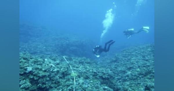 辺野古サンゴ移植、沖縄県が敗訴　最高裁、賛否割れ3対2
