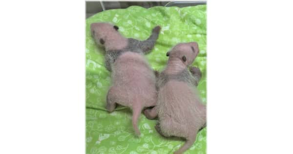 【速報】双子赤ちゃんパンダ最新映像　体重2倍以上「順調に」