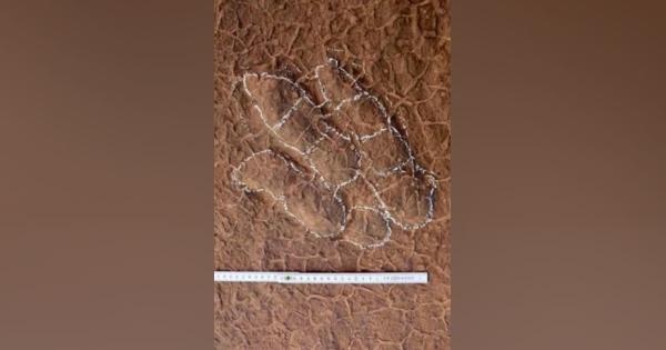 恐竜、「のび太」にちなみ命名　中国で発見の足跡