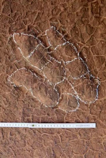 恐竜、「のび太」にちなみ命名　中国で発見の足跡