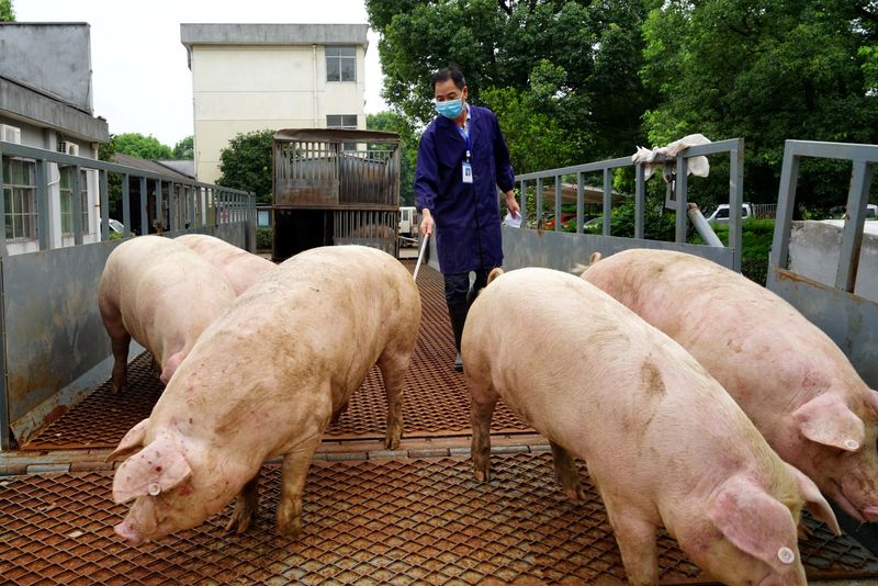 中国四川省、アフリカ豚熱の感染拡大　生産回復ペースに懸念