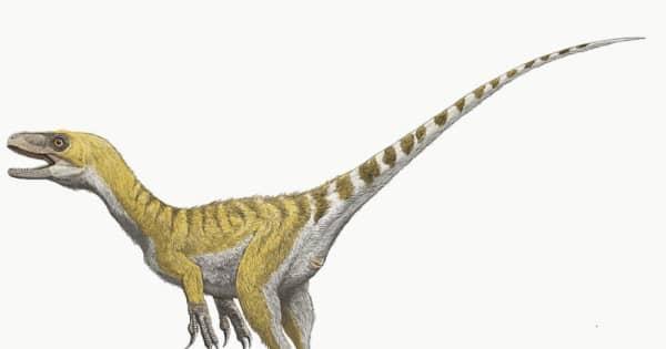 肉食恐竜3種の化石、久慈で見つかる　国内初確認