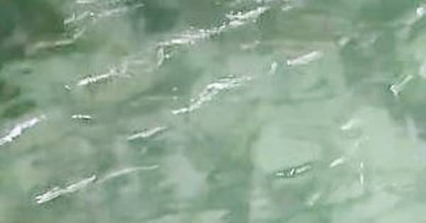 【動画あり】サメが観覧車の横の水路に　「子どもだけど鋭い歯」と専門家　沖縄で魚を追って海に戻る