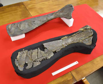 国内最大級の鳥脚類恐竜か、長崎　全長9mと推定
