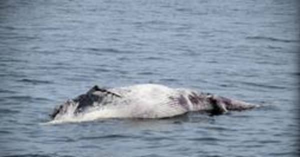 神戸・須磨沖で発見、漂流のクジラ死骸を大阪港湾局が回収