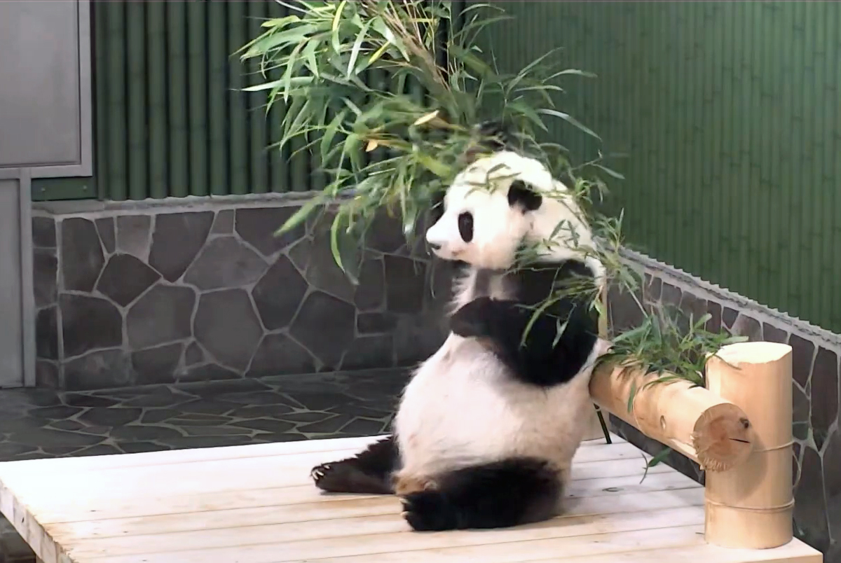 動物園のパンダ 渾身の にんじん二刀流 が可愛すぎる