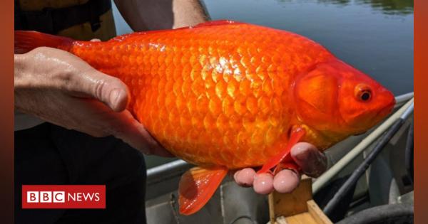 Giant goldfish problem in US lake prompts warning to pet owners