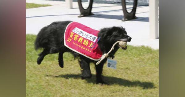 福島・飯舘村にドッグラン　原発避難の保護犬が疾走