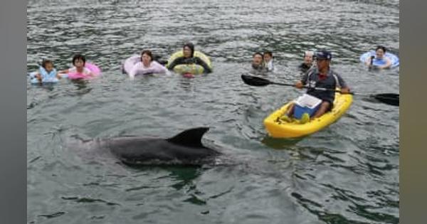 クジラと一緒に海水浴　和歌山・太地町