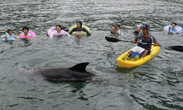 クジラと一緒に海水浴　和歌山・太地町