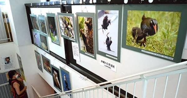 ヤンバルクイナ、ノグチゲラ世界遺産予定地を活写　山城さんが東京で写真展