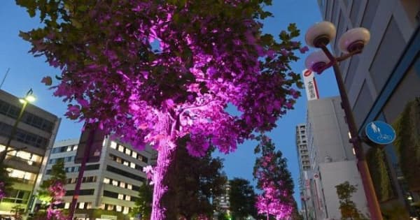 岡山中心部 街路樹鮮やかに照らす　20日から宵ひかり、夏あかり