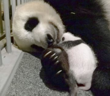 双子のパンダ、すくすく1カ月　上野動物園、名前公募へ