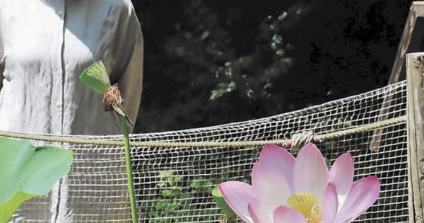 「中尊寺ハス」4日間咲いて散る　盛岡の庭園で見頃
