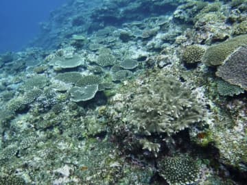 沖縄県、辺野古サンゴ移植許可へ　敗訴確定で判断
