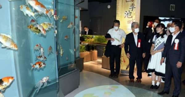 宮島水族館に新エリア　ニシキゴイ水槽、光と音の演出